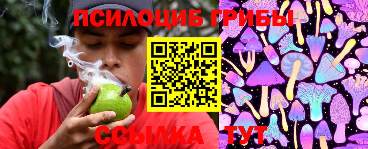 Псилоцибиновые грибы Psilocybe Заводоуковск